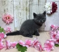 ブリティッシュショートヘア【宮崎県・女の子・2019年9月21日・ブルー】の写真2「10/31撮影」