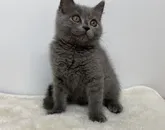 ブリティッシュショートヘア【宮崎県・女の子・2022年3月29日・ブルー】の写真2「6月25日撮影」