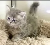 サイベリアン【宮崎県・女の子・2024年3月31日・ブルーパッチドタビー】の写真3「5月21日撮影」