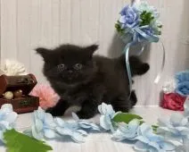 サイベリアン【宮崎県・男の子・2021年2月1日・ブラックスモーク】の写真3「３月２０日撮影」