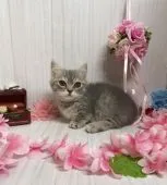 マンチカン(短足)【宮崎県・女の子・2021年5月26日・ブルーパッチドタビー】の写真3「8/4撮影」