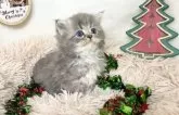 サイベリアン【宮崎県・男の子・2023年11月13日・ブルータビー】の写真4「12月24日撮影」