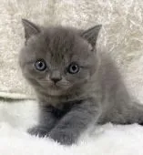 マンチカン(長足)【宮崎県・男の子・2022年4月13日・ブルー】の写真4「5月20日撮影」