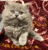 ブリティッシュロングヘア【宮崎県・女の子・2019年8月26日・ブルー】の写真4「10/14撮影」