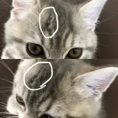 マンチカン(短足)【宮崎県・女の子・2020年2月20日・ブルーパッチドタビー】の写真4「4/29撮影　ほとんど生え揃いました🐈」