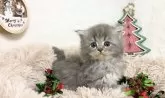 サイベリアン【宮崎県・男の子・2023年11月13日・ブルータビー】の写真5「12月24日撮影」