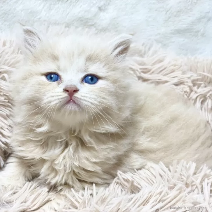 ID：2502-02495の子猫