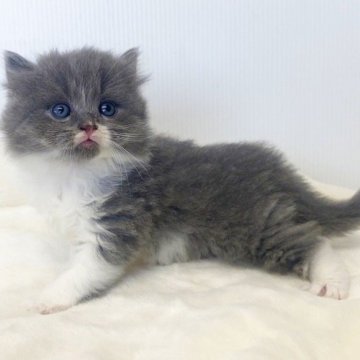マンチカン(長足)【宮崎県・男の子・2025年4月30日・ブルータビーホワイト】の写真「イケメンな男の子🐈足長の長毛になります🐈」
