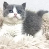 ブリティッシュショートヘア