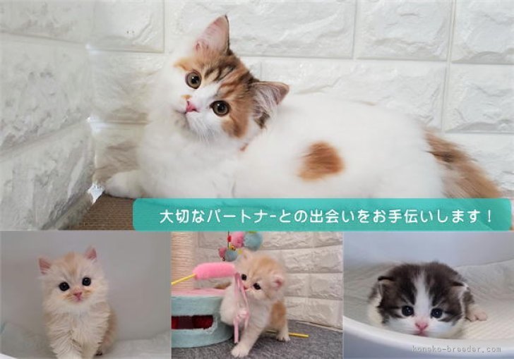 下辻由紀ブリーダー