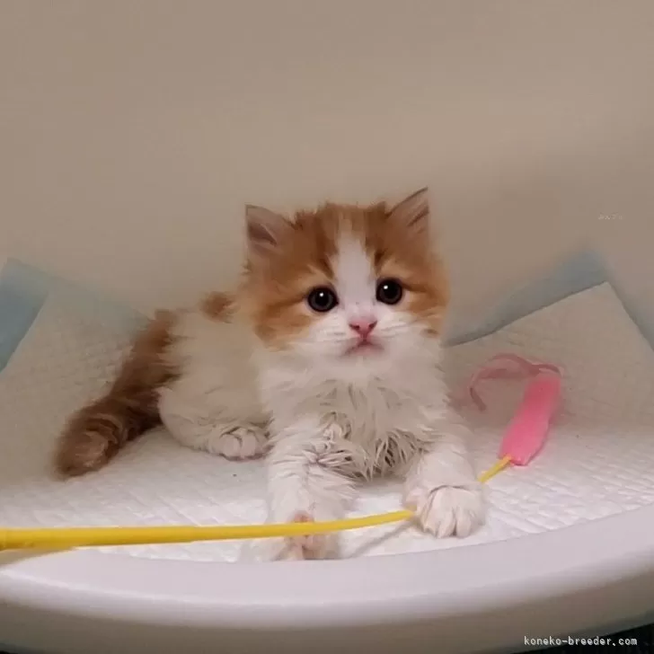 ID:2312-01103の子猫