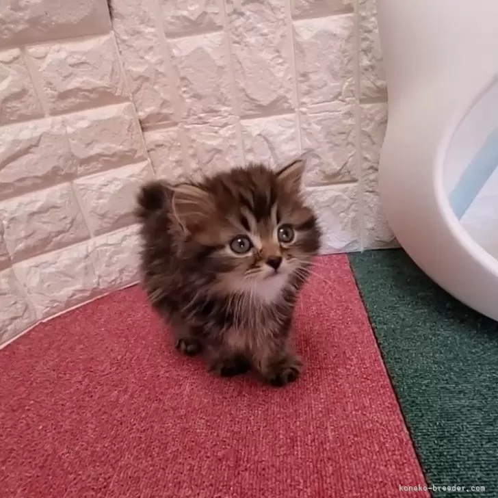 ID:2407-02507の子猫