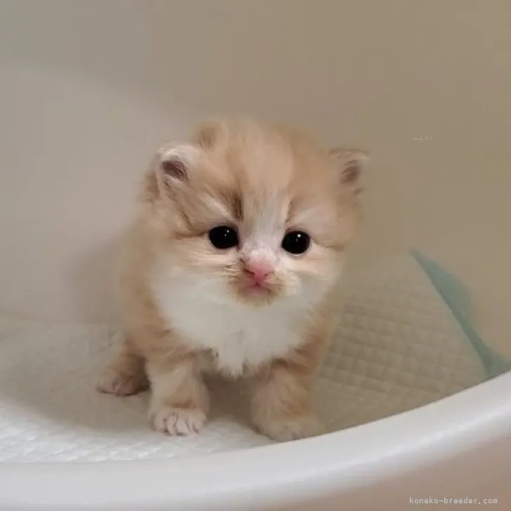 みみ 様のお迎えした子猫