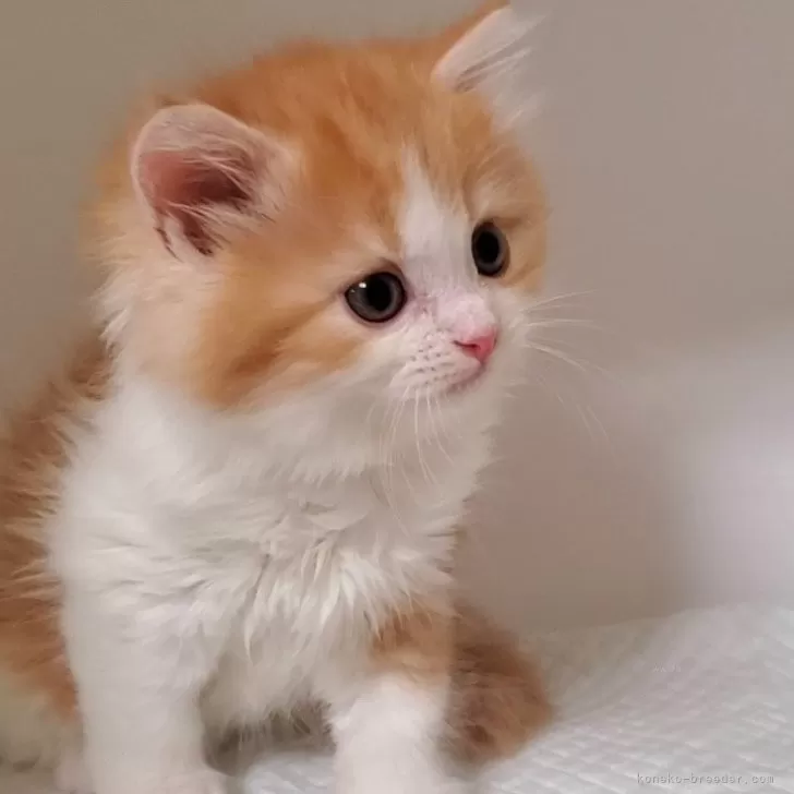 ID:2407-02651の子猫