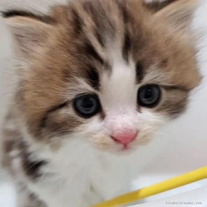 ID:2306-00105の子猫