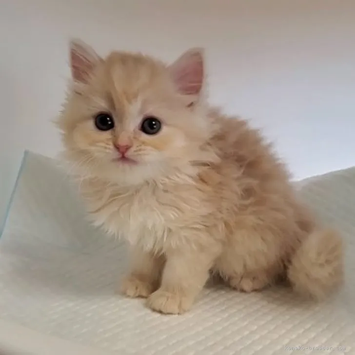 ID:2308-03111の子猫