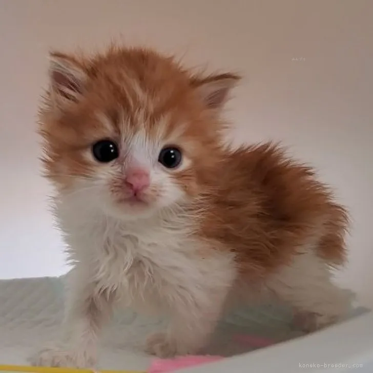ID:2309-02509の子猫