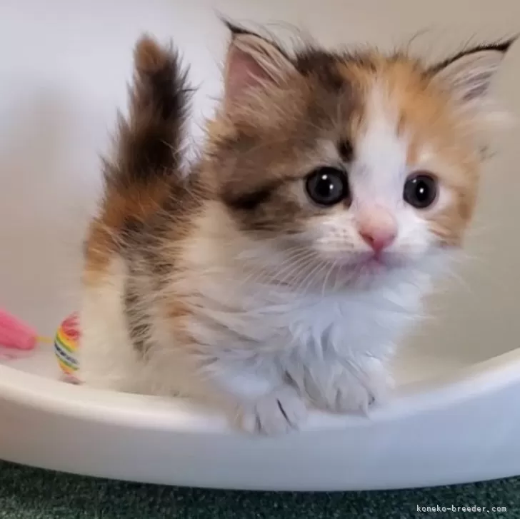 ID：2407-01007の子猫