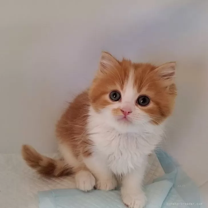 ID:2312-01101の子猫