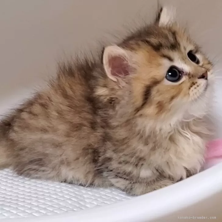 ID：2410-01470の子猫