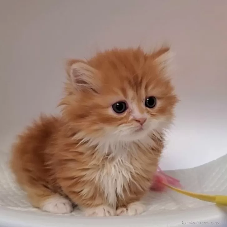 ID:2409-01009の子猫