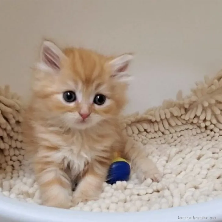 ID:2305-00688の子猫
