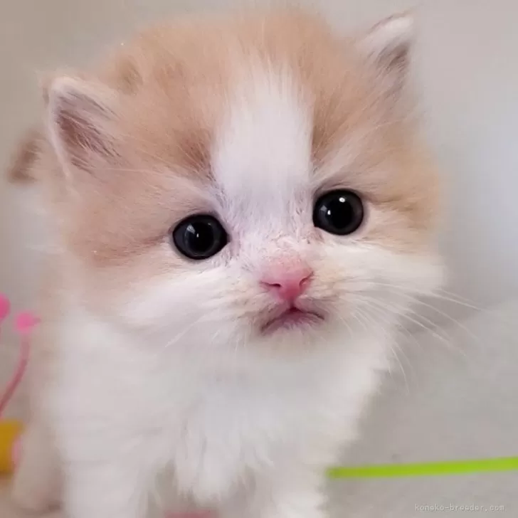 ID:2407-00988の子猫