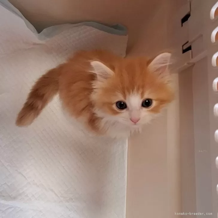 ID:2405-01471の子猫