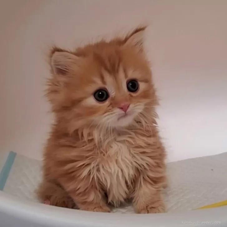ID:2409-02439の子猫