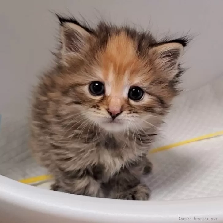 ID:2406-02420の子猫