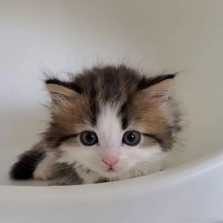 ID：2305-02449の子猫