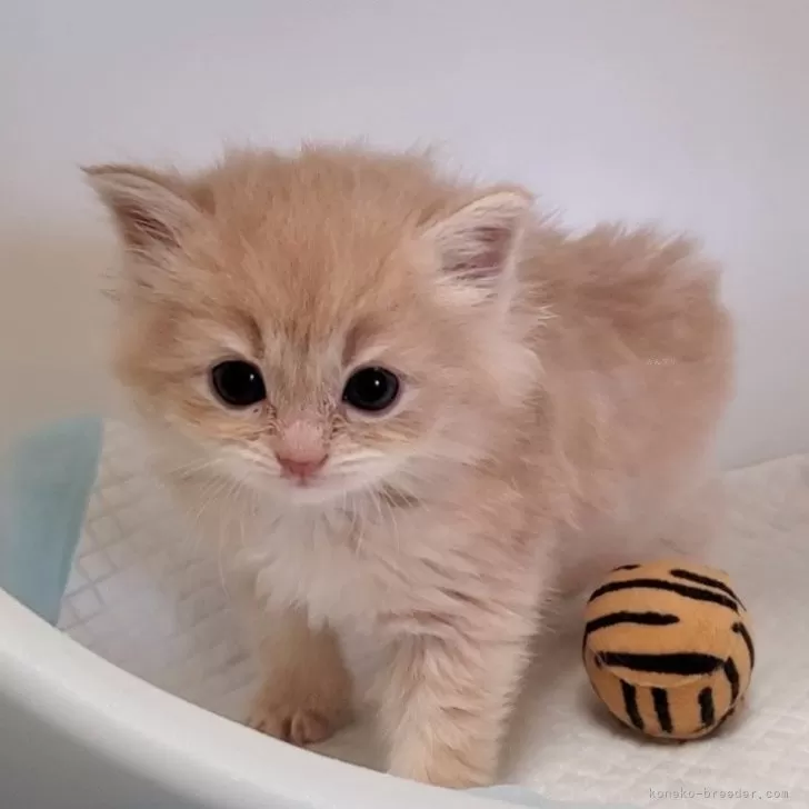 ID：2404-01825の子猫