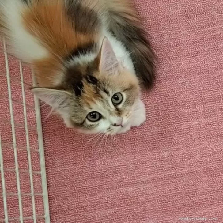 ID:2402-00747の子猫