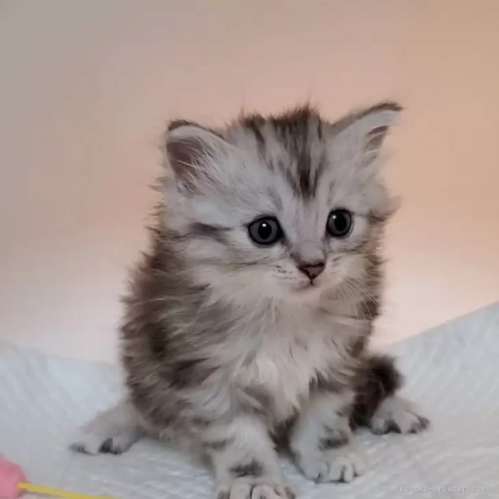 ID:2409-02479の子猫