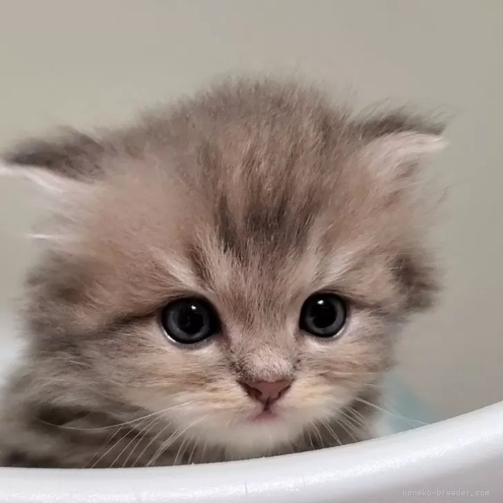 ID:2403-01452の子猫