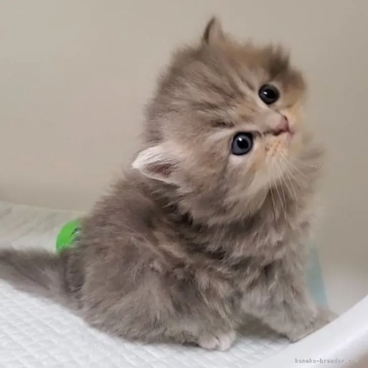 ID：2309-02808の子猫