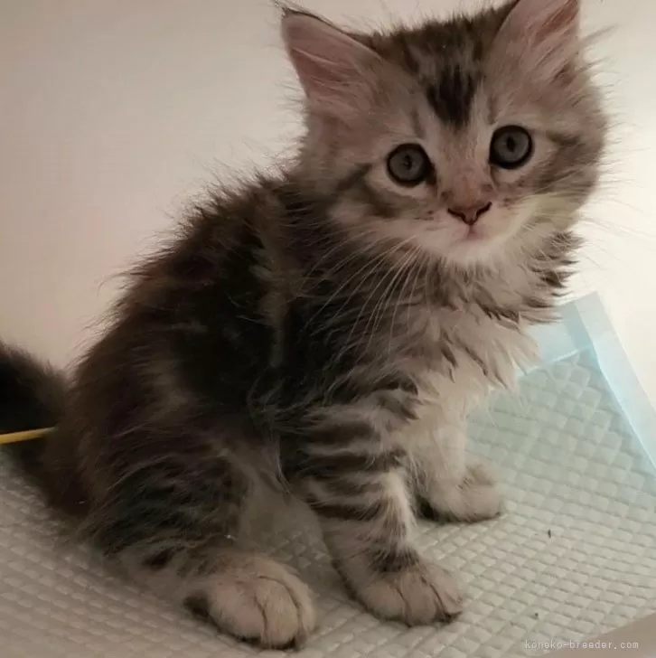 ID:2409-02475の子猫
