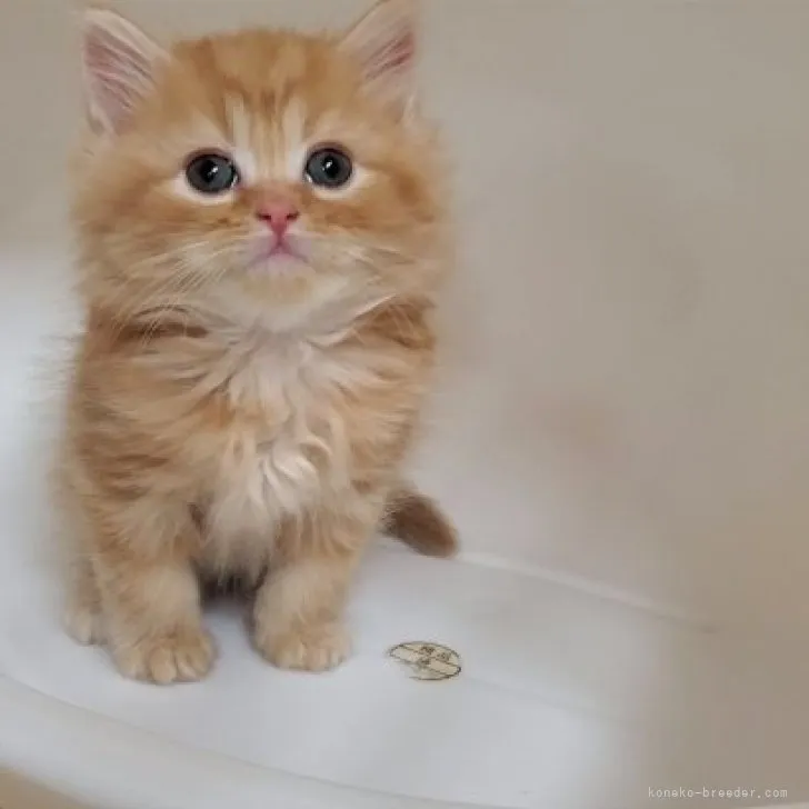 ID：2305-01359の子猫