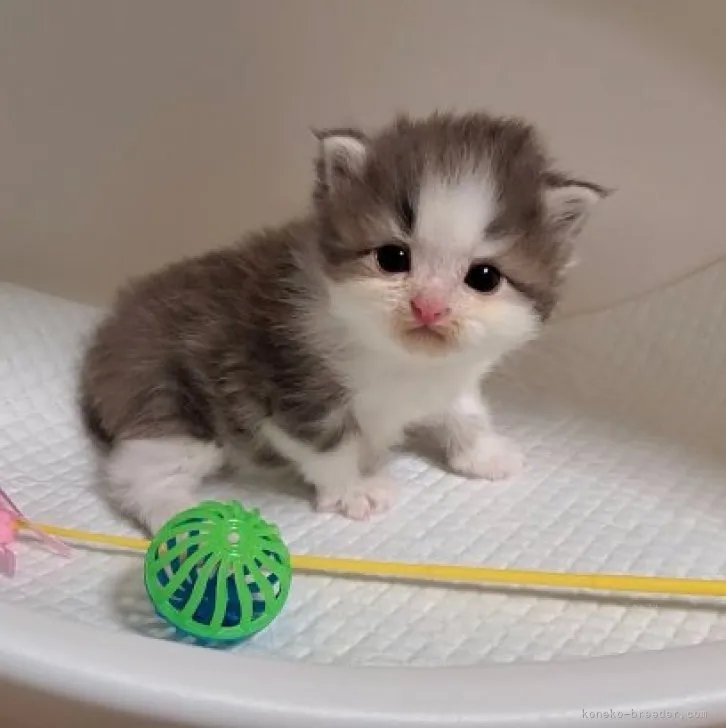 ID：2309-02647の子猫