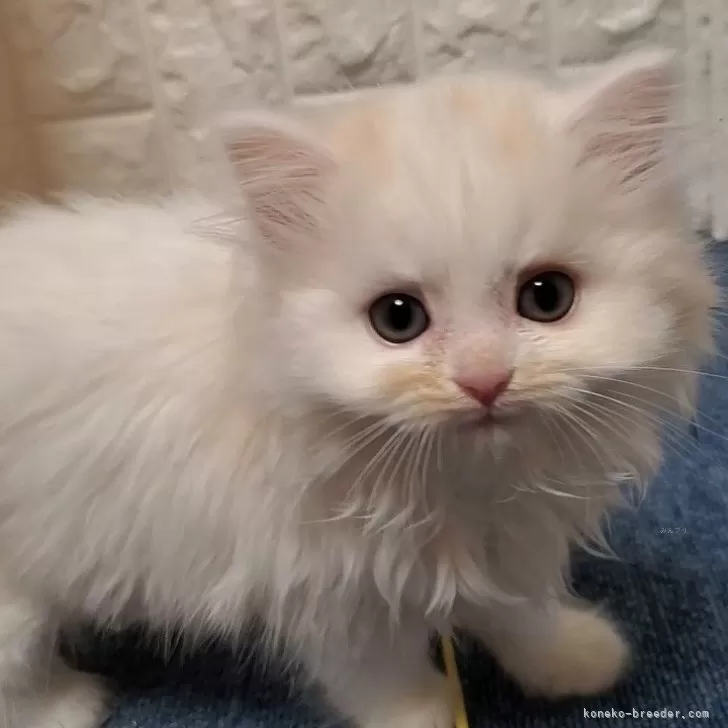 ID:2403-01349の子猫