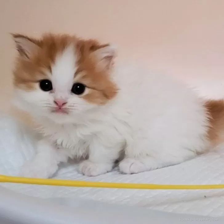 ID:2409-02520の子猫