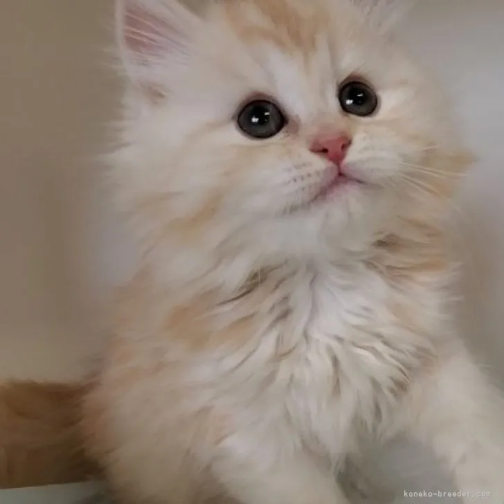 ID:2306-00753の子猫