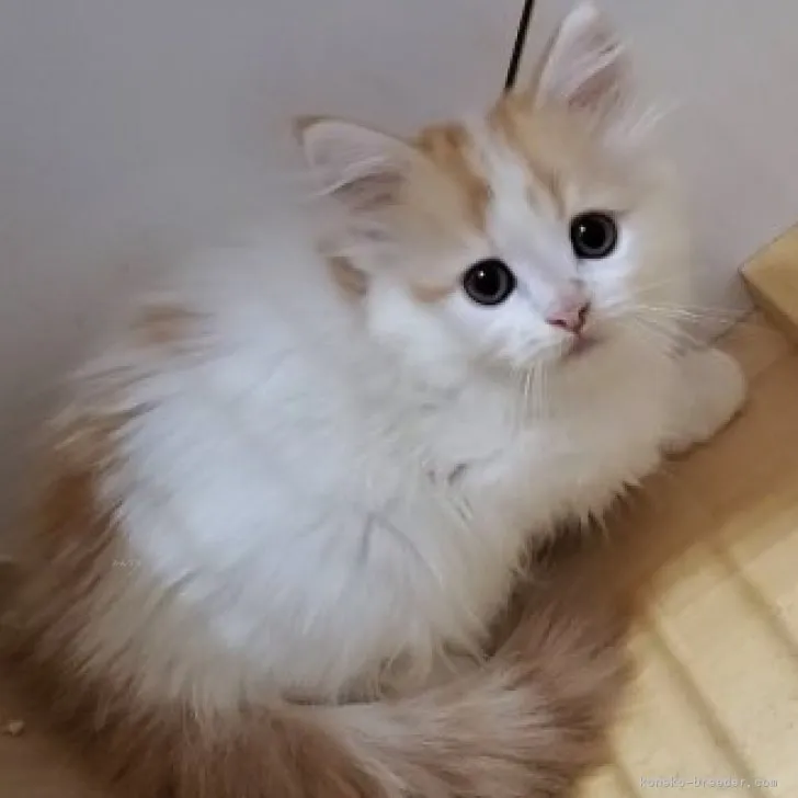 ID：2310-00630の子猫