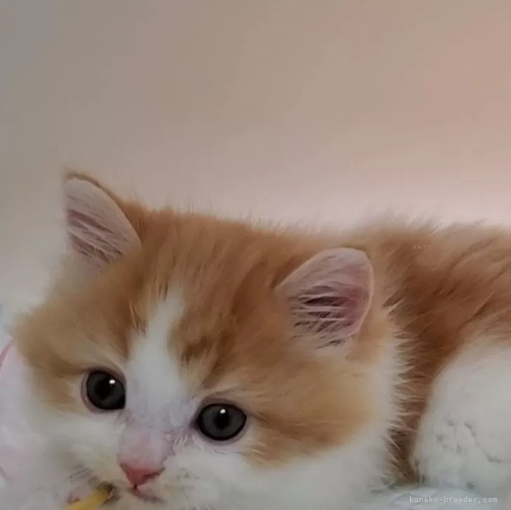 ID：2409-02950の子猫