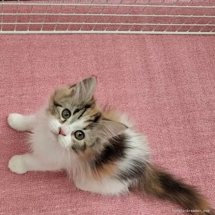 ID：2402-00732の子猫