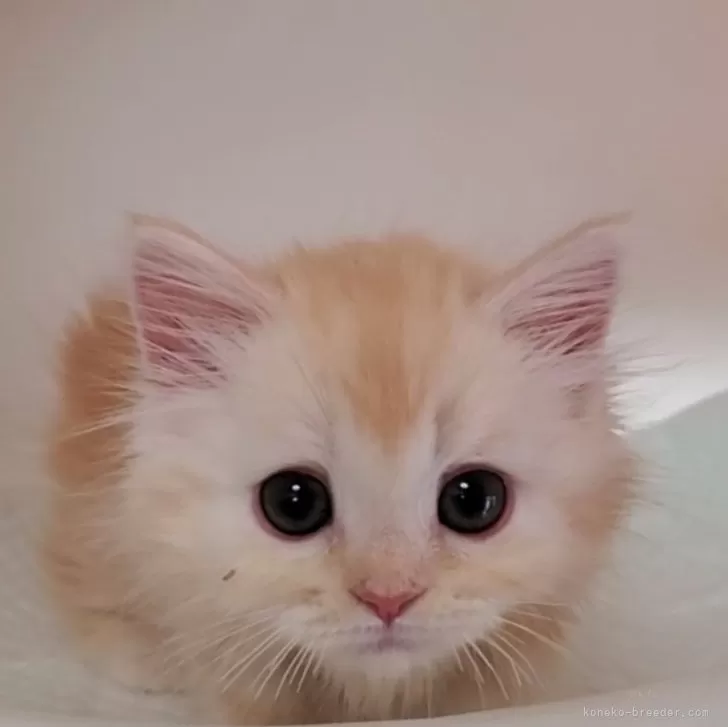 ID:2410-02668の子猫