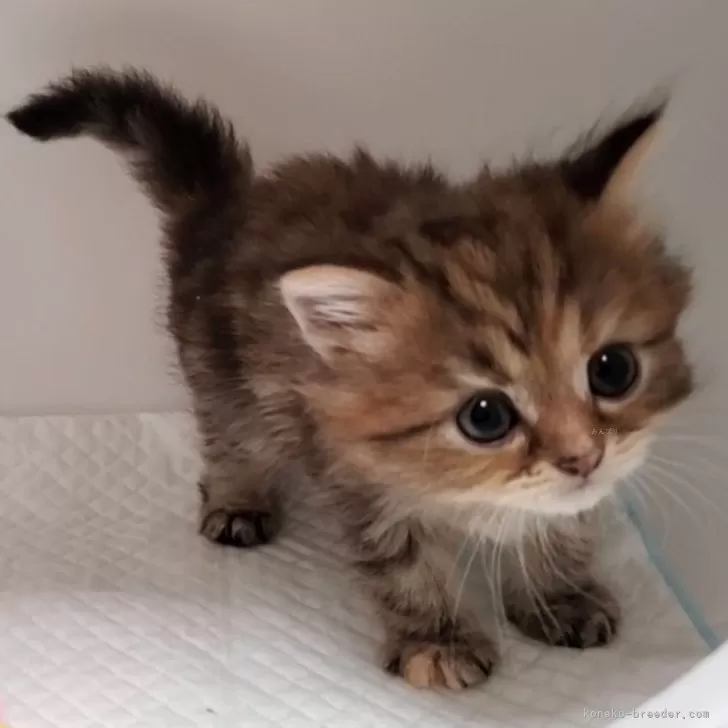 ID：2405-02188の子猫