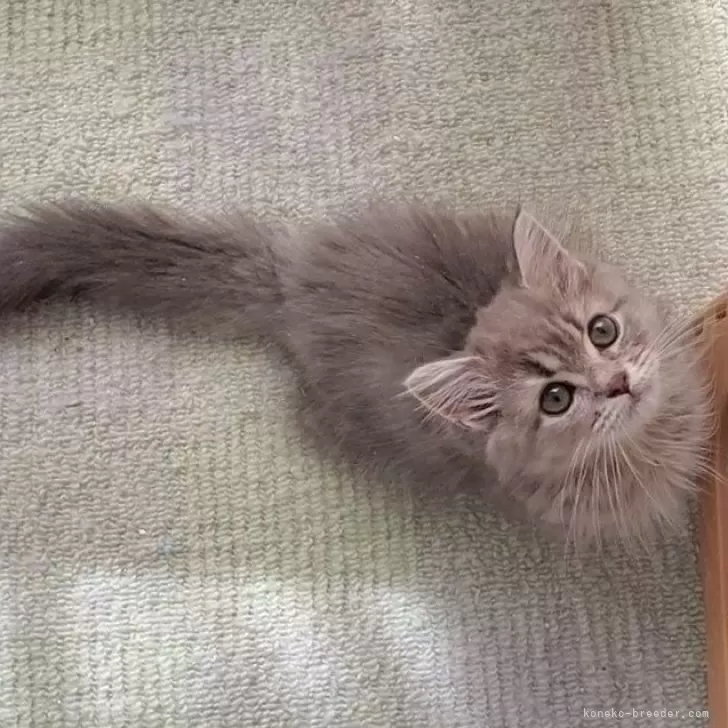ID:2409-03116の子猫