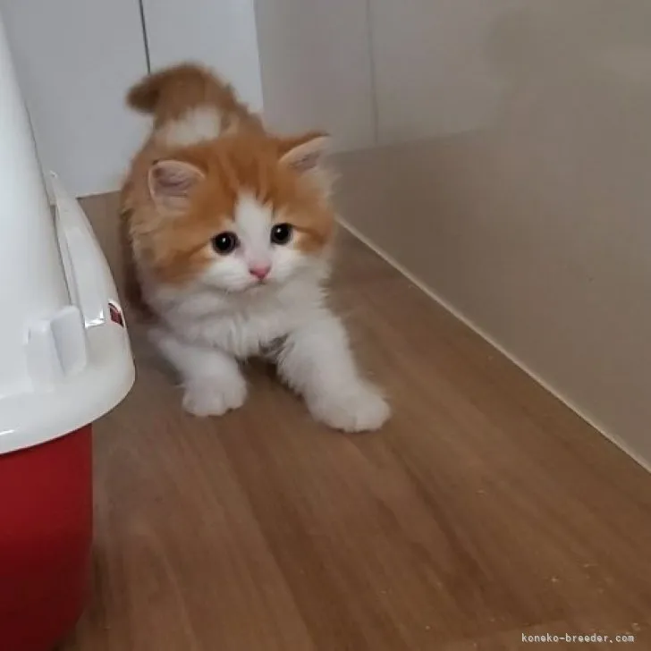 ID:2306-03260の子猫