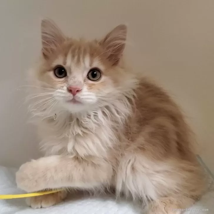 ID：2402-02401の子猫